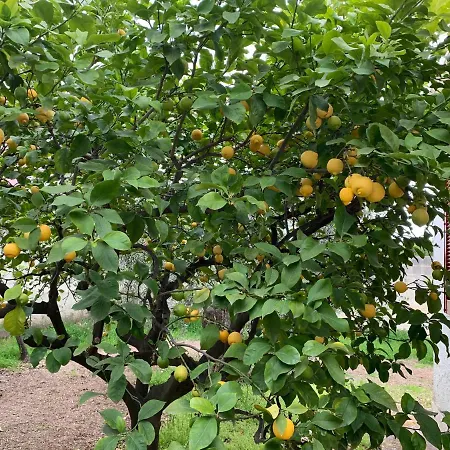 Anna بيت للعطل بيشيلي